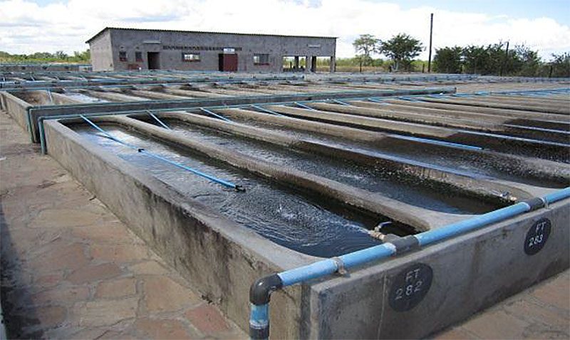 Aquaculture Lake Harvest