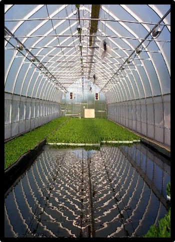 Aquaponics