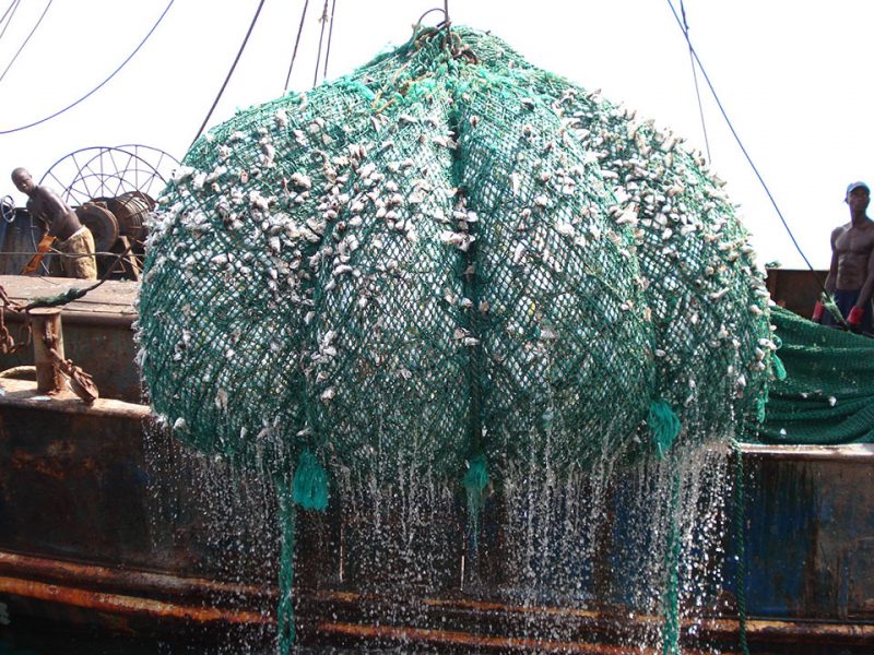 Fish in nets