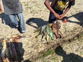 A typical catch from an artisanal vessel (containing juvenile reef fish)