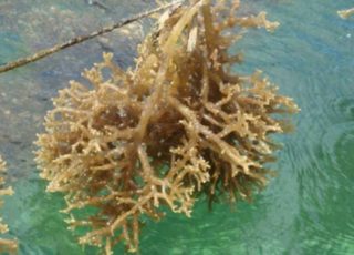 Example seaweed species that would be suited to conditions in Northern Mozambique